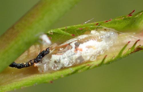 Episyrphus balteatus
